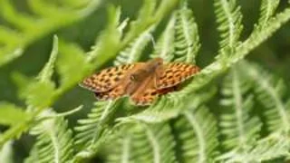 Helping one of Britain's rarest butterflies