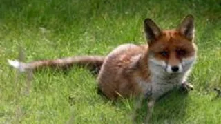 How can you help wildlife during hot weather?