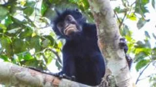 New monkey species with orange lips found 'hiding' in DR Congo forest