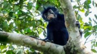 New monkey species with orange lips found 'hiding' in DR Congo forest
