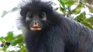 New 'orange-lipped' monkey species discovered in the Congo forest