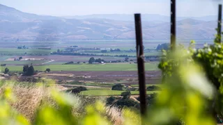Sales Are So Low, California Wineries Are Burning Their Vineyards