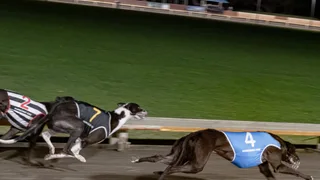 New Zealand Has Ended Greyhound Racing. Now It Has to Manage the Aftermath.