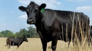 What's causing record high US beef prices?