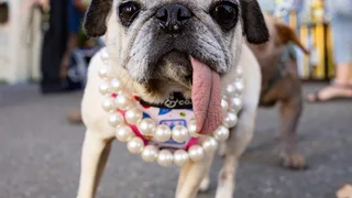 Meet Jinny Lu, the World’s Ugliest Dog of 2026