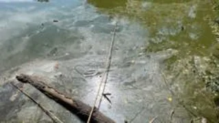 Fixing park pond would 'impact other services'