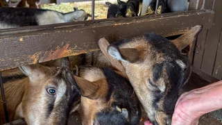 Baby Goats From a Traveling Petting Zoo Test Positive for Rabies