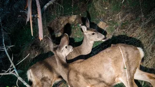 A Plan to Eradicate the Deer on Catalina Island Will Proceed, Organizers Say