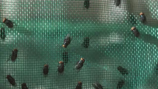 Inside the Fight Against a Flesh-Eating Fly in Mexico