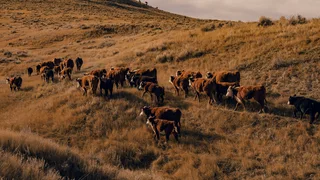 Trump’s Tactics to Lower Beef Prices and Appease Ranchers Fall Short