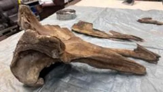 Is a whale fossil the leftovers of a Bronze Age Sunday roast?