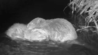 Beavers filmed bonding after release in the wild