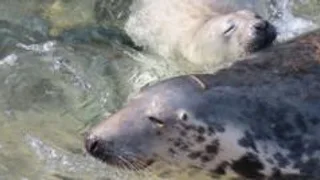 Charity backs call for resting seal protection