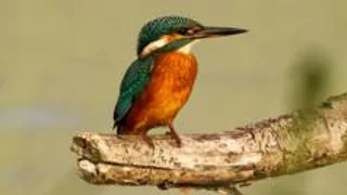 RSPB marks 50 years at wildlife-rich reserve