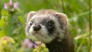 Study to reveal more about Guernsey's wild ferrets