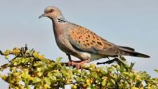 Turtle doves released in bid to stop extinction