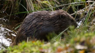 Beavers 'could boost wildlife and tackle drought'