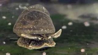 Battle to save the tiny, gooey snail only found in one lake in the UK