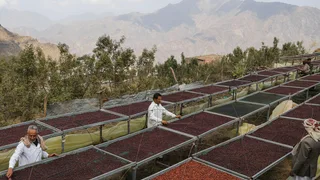 Why Mokha, Historic Port That Shaped the Coffee Trade, Is a Prize in Yemen’s War