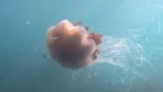 Giant jellyfish with '40ft tentacles' captured on camera