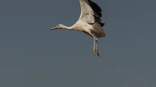 Does This Bird’s Return to Britain Restore History or Rewrite It?