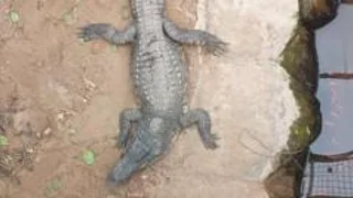 Crocodile attack suspect has bail extended