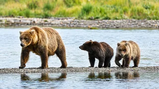 Alaska's salmon-feasting bears face off in biggest Fat Bear Week ever