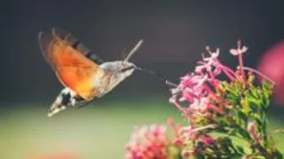Have you seen the hummingbird hawk moth?