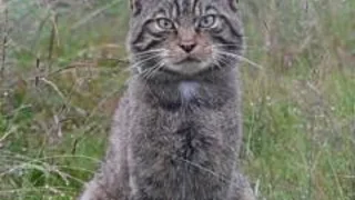 Inside Scotland's wildcat HQ