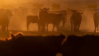 ICE Raids in Beef Country Raise Fears of Higher Prices