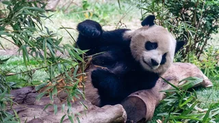 Giant Pandas, Icons of China’s Soft Diplomacy, Arrive in Atlanta