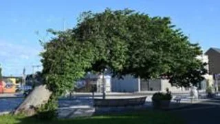 The bendy elm crowned UK Tree of the Year