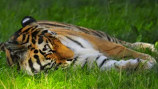 Man attacked by tiger at Yorkshire Wildlife Park