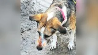 Owners fear 'healthy' dog died due to orange substance exposure on contaminated land
