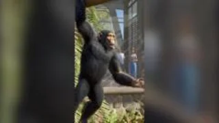 Can a video game really help zoos?