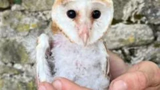 Owls ringed to measure benefits of wildlife farming