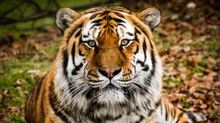 Wildlife park to reopen after man killed by tiger