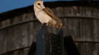 A rare family of barn owls moved into Manhattan's Upper West Side. New Yorkers are captivated