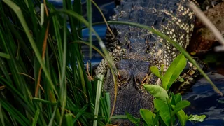 Florida Man Killed by Alligator While Fishing Near Lake Apopka in Winter Garden