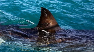 Woman killed in shark attack in South Africa
