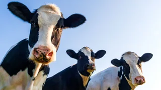 France reports first Shamonda virus case in human who later died