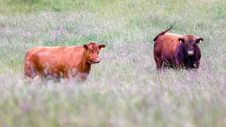 France reports first Shamonda virus case in human who later died