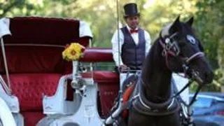 New York bans horse-drawn carriages after 160 years over safety and abuse concerns