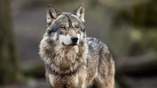 Girl seriously injured in wolf attack at German wildlife park